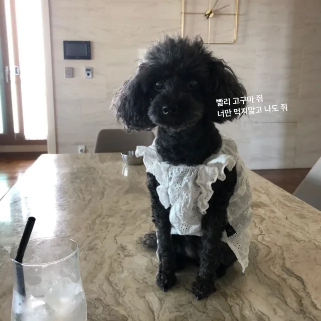 치킨조아용