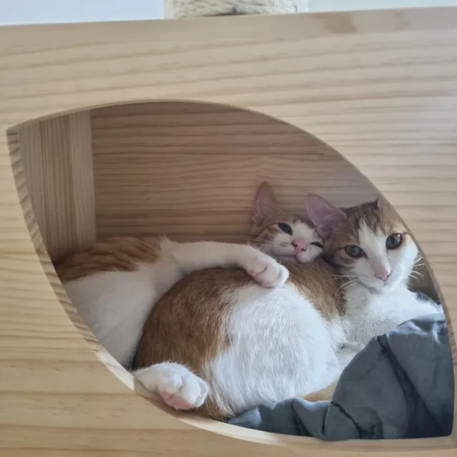개미개미