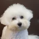 모찌언니