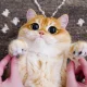 보가야