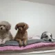 유우