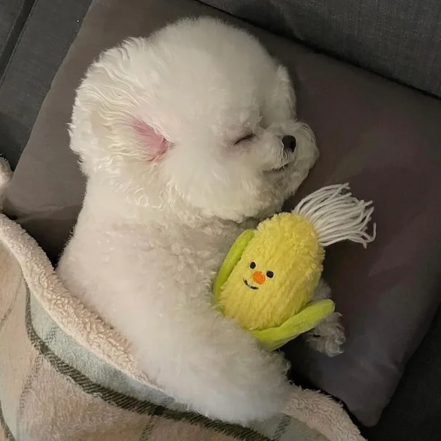 꾸꾸