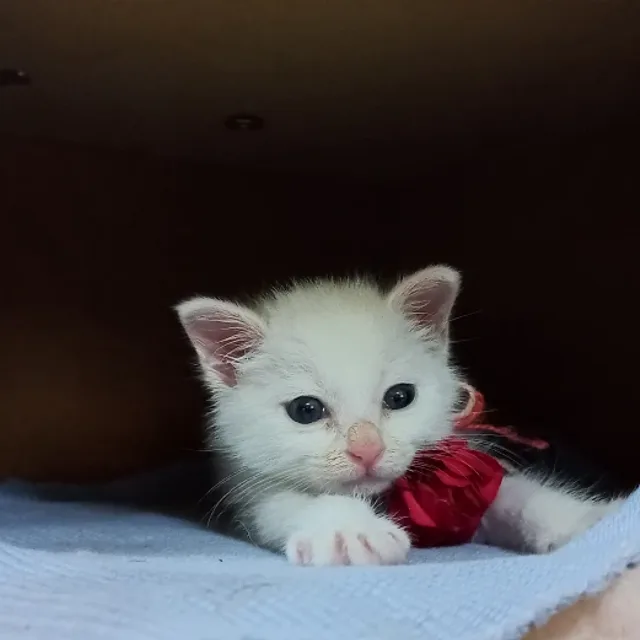 보리수수