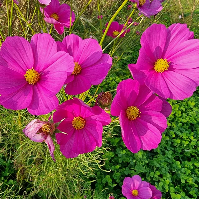 오노오노마이카이