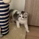 ssisuoo