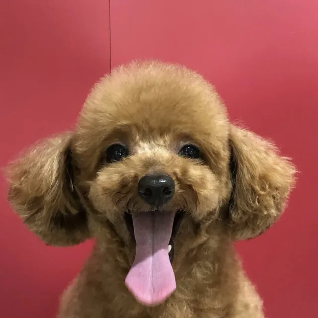 익투스