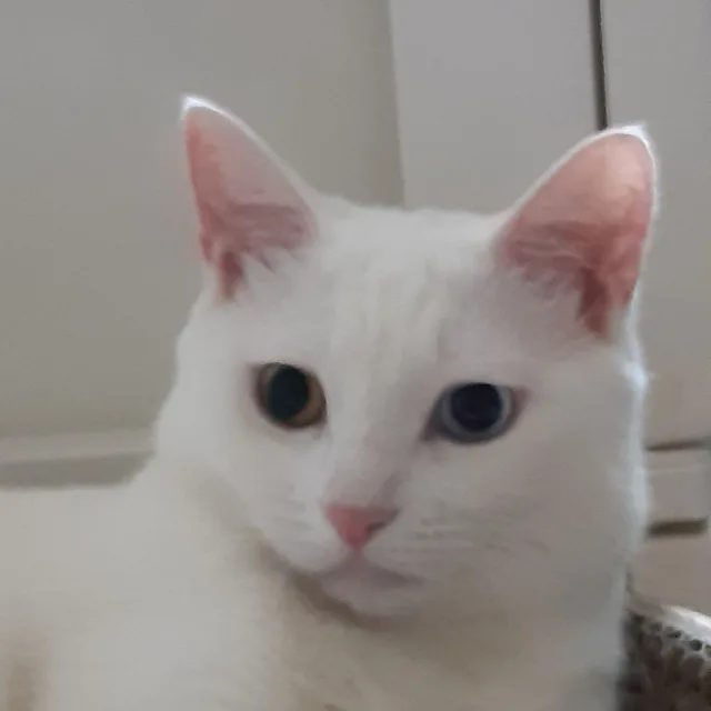 노관