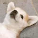박시니컬