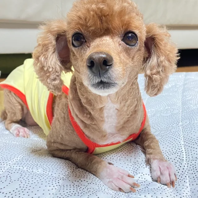 대화상점