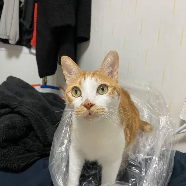 아리송이먼지맘