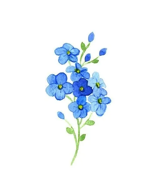 푸른물망초