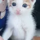 백발마녀