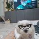 잠팅이