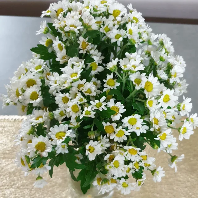 마부리