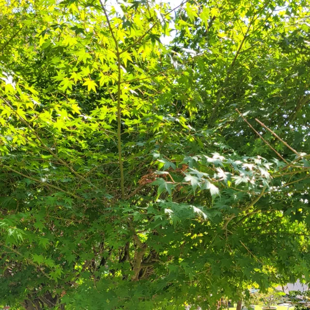 노을