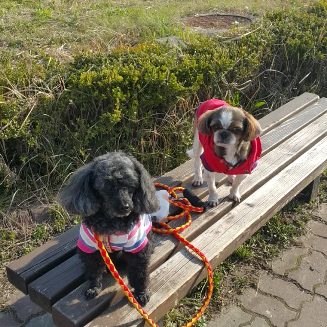 복실