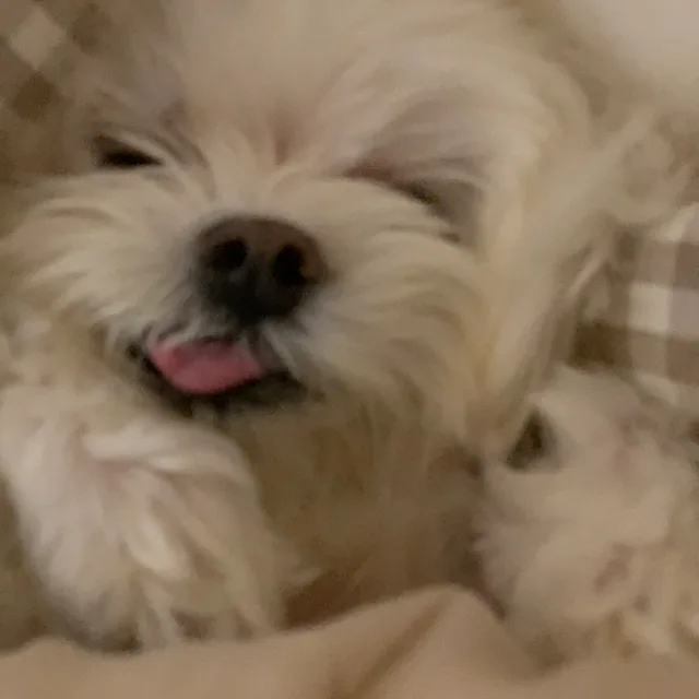 코히조하