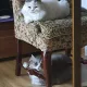 하란