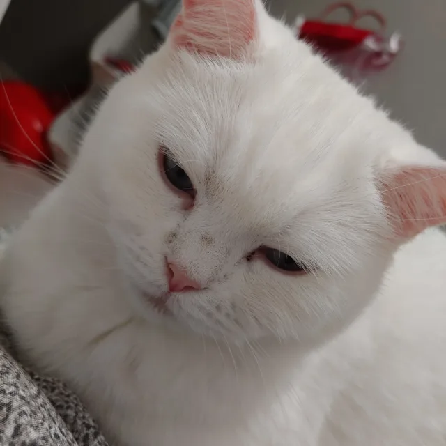 날발구리