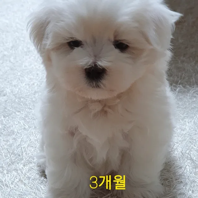 잡츄