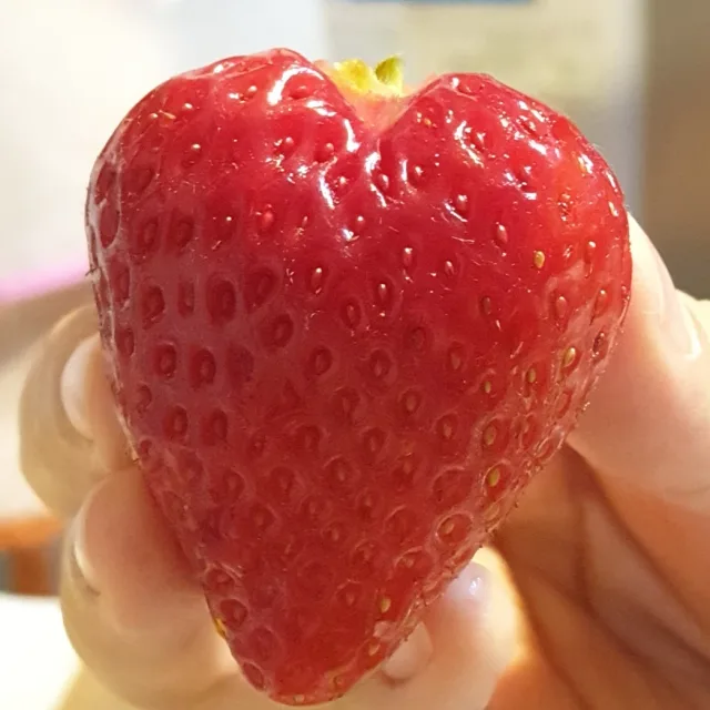헤나