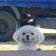 함모니