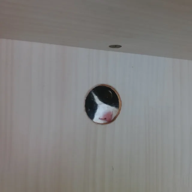 꿈이