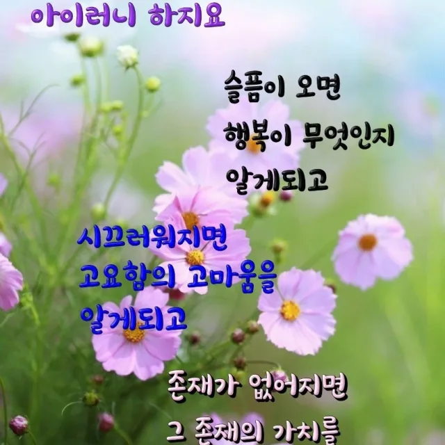코스모스
