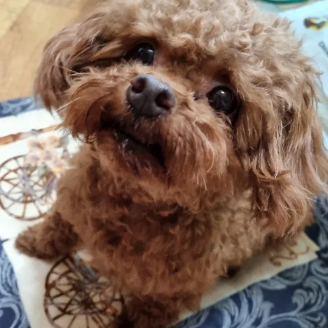 집순이