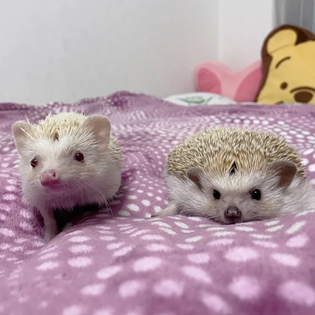 꼬또미네