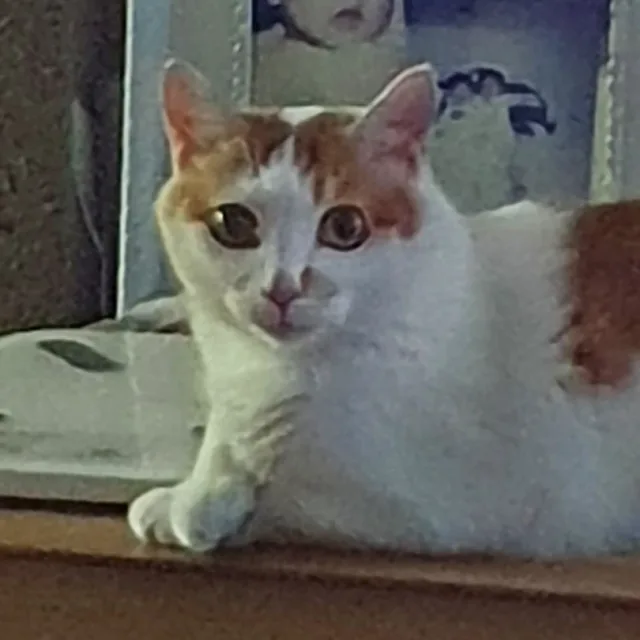 키츠네