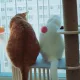 완두콩