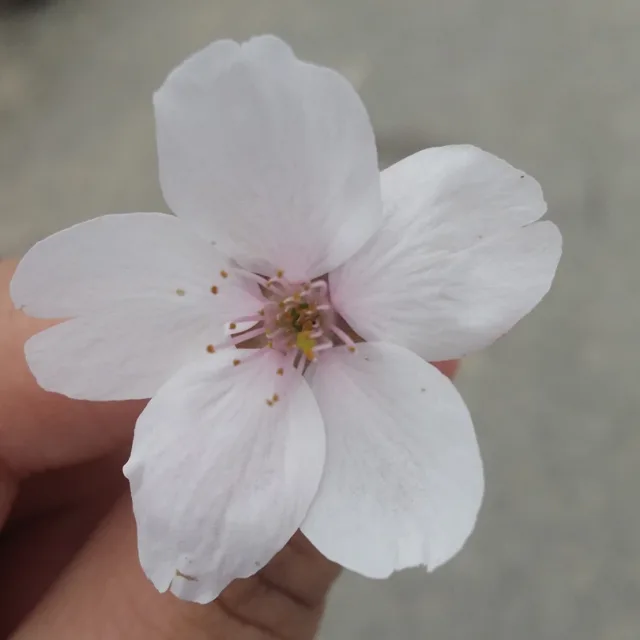 짜린짜린y