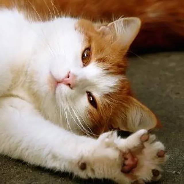 기지개냥