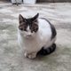 당근마cat