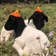 라련