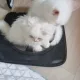 치로네집