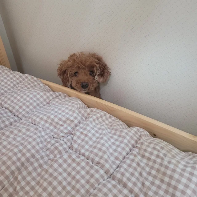 토토누나