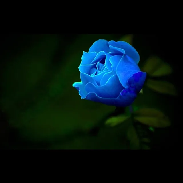 이코뷘