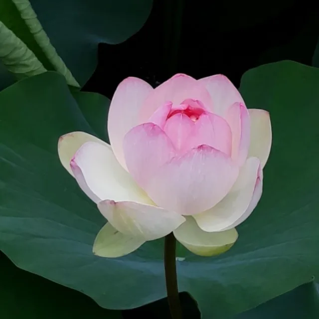 연하