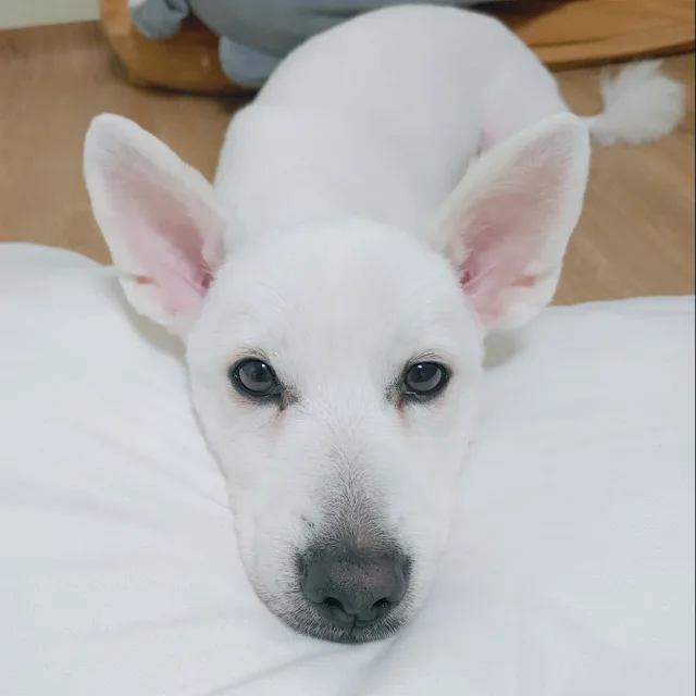 다혜아빠