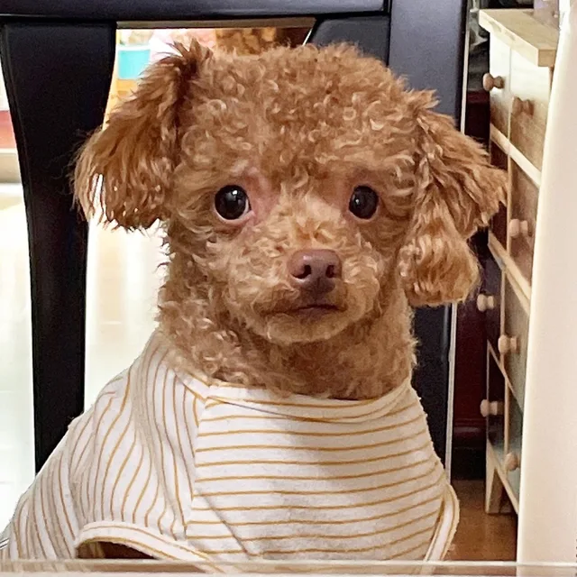 레오누나