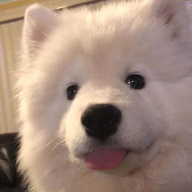 콩마니