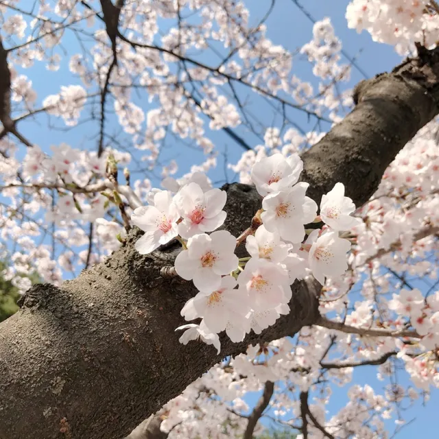 봄날