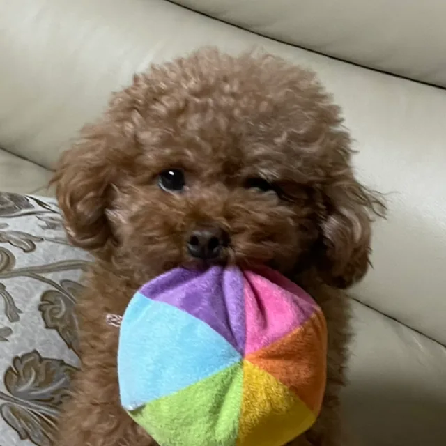 봉보로봉봉