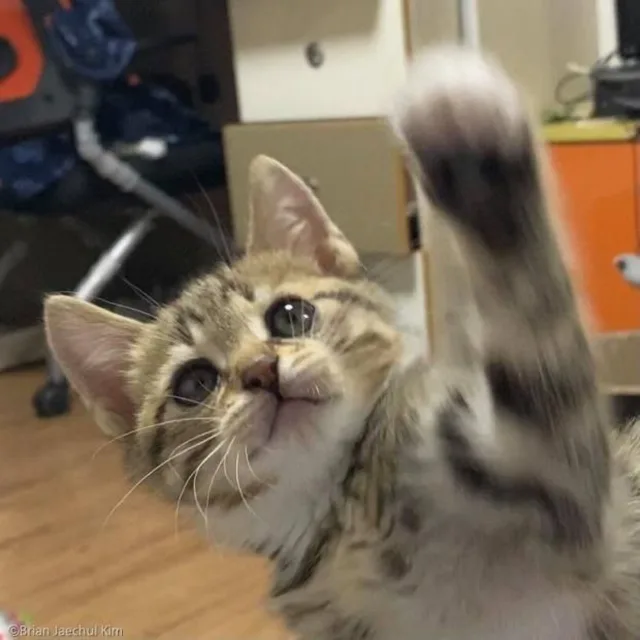 배공팍