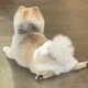 프레이머