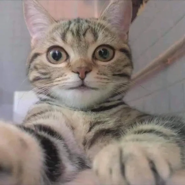 먀옹앙
