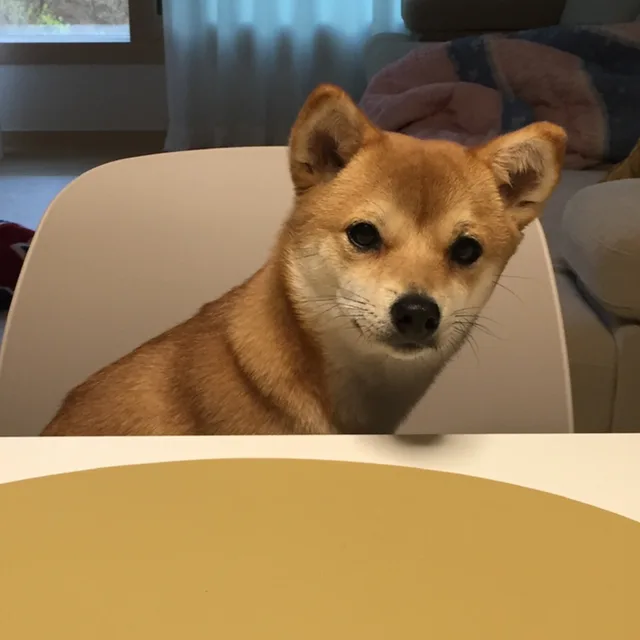 꿀밤