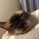 구루마